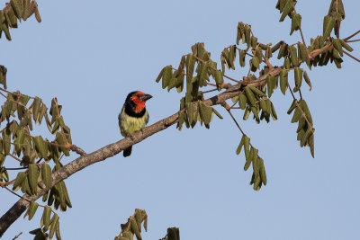 Black-collared Barbet (Lybius torquatus)