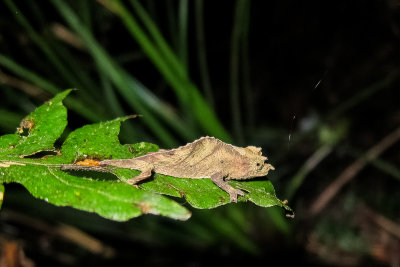 Moyer's Pygmy Chameleon (Rampholeon moyeri)