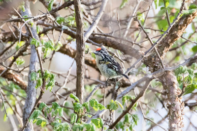 Red-fronted Tinkerbird (Pogoniulus pusillus)