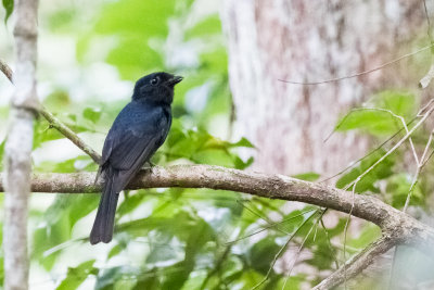 Drongo Fantail (Chaetorhynchus papuensis)