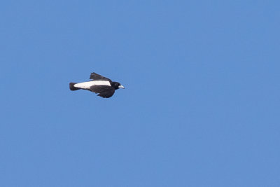 White-backed Woodswallow (Artamus insignis)