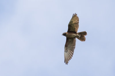 Brown Falcon (Falco berigora)