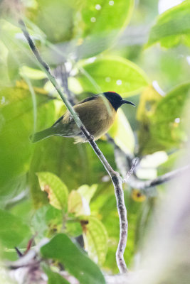 Red-capped Myzomela (Myzomela lafargei)