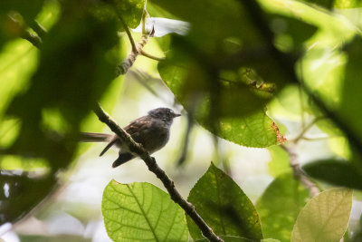 Brown Fantail (Rhipidura d. drownei)