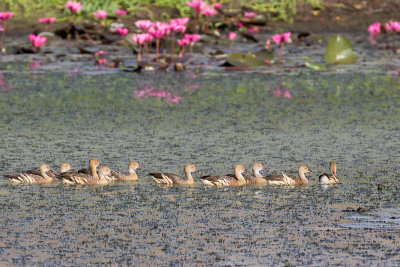 Plumed Whistling Duck (Dendrocygna eytoni)