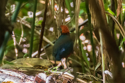 Tabar Pitta (Erythropitta splendida)