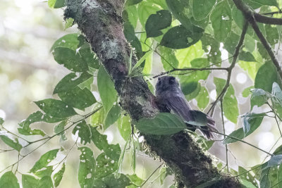 Karimui Owlet-nightjar (Aegotheles [affinis] terborghi)