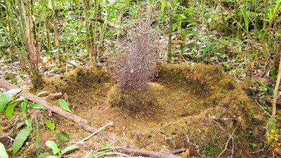 Bower of MacGregor's Bowerbird (Amblyornis macgregoriae)