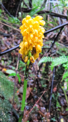 Wind-Blown Lip Calanthe (Calanthe ventilabrum)