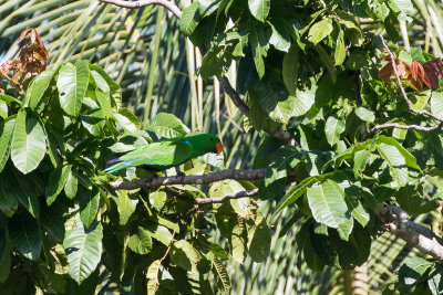 Old World Parrots Photo Gallery by Markus Lagerqvist at pbase.com