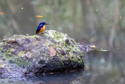 Azure Kingfisher (Ceyx azureus)