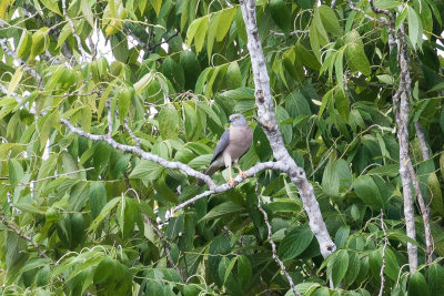 Collared Sparrowhawk (Accipiter cirrocephalus)