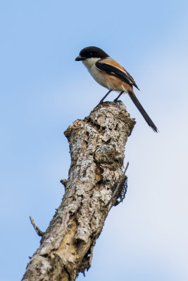 Long-tailed Shrike