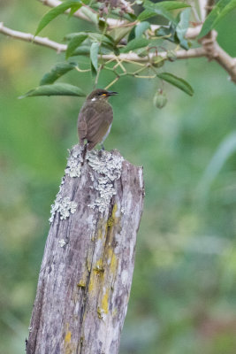 Scrub Honeyeater (Microptilotis albonotatus)