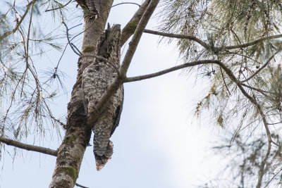 Papuan Frogmouth