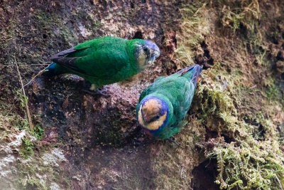 Red-breasted Pygmy Parrot (Micropsitta bruijnii)