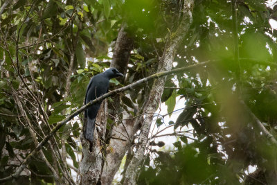 Stout-billed Cuckooshrike (Coracina caeruleogrisea)