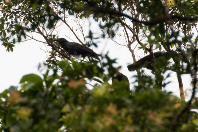 Bougainville Crow (Corvus meeki)