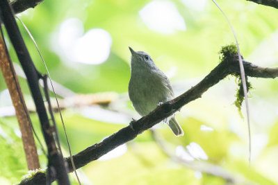 Island Leaf Warbler (Phylloscopus poliocephalus bougainvillei)