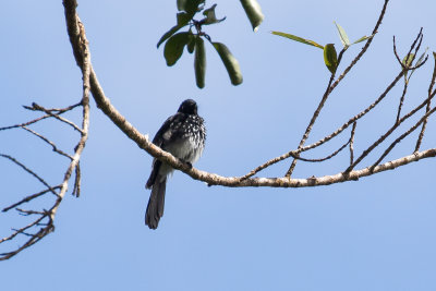 Cockerell's Fantail (Rhipidura cockerelli septentrionalis)