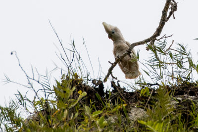 Solomons Cockatoo (Cacatua ducorpsii)