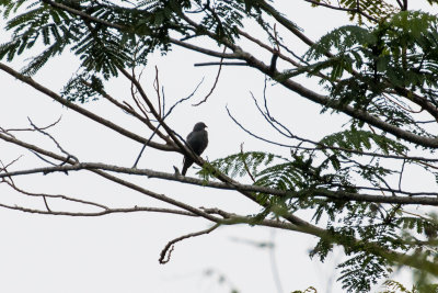 Barred Cuckooshrike (Coracina lineata nigrifrons)