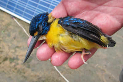 North Solomons Dwarf Kingfisher (Ceyx meeki pallidus)