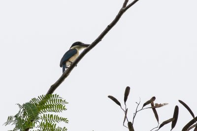 Melanesian Kingfisher (Todiramphus tristrami alberti)