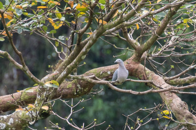 Island Imperial Pigeon (Ducula pistrinaria)