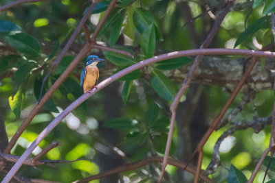 Common Kingfisher (Alcedo atthis hispidoides)