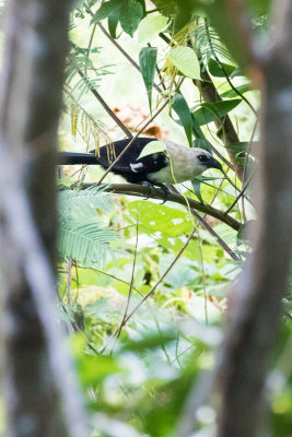 White-necked Coucal (Centropus ateralbus)