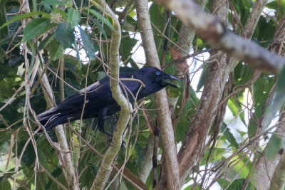 Bismarck Crow (Corvus insularis)