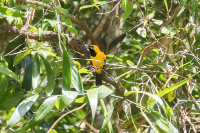 Golden Monarch (Carterornis chrysomela)