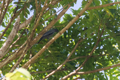 Grey-capped Cicadabird (Coracina remota)