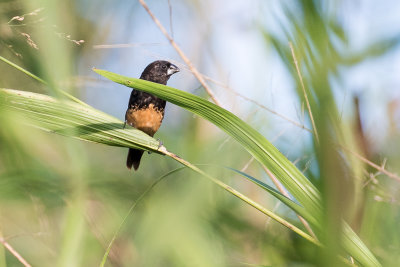 Buff-bellied Mannikin (Lonchura melaena)