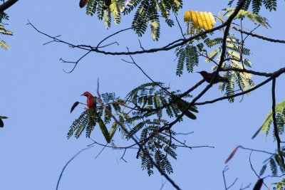 Reddish Myzomela (Myzomela e. erythrina)