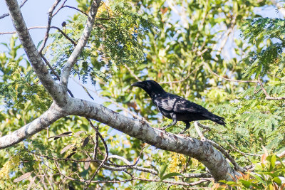 Bismarck Crow (Corvus insularis)