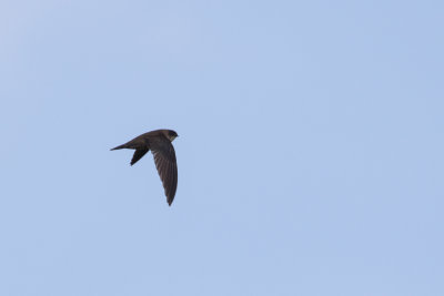 Uniform Swiftlet (Aerodramus vanikorensis pallens)