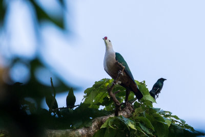 Red-knobbed Imperial Pigeon (Ducula rubricera)
