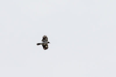 Black-backed Butcherbird (Cracticus mentalis)