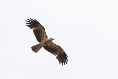 Whistling Kite (Haliastur sphenurus)