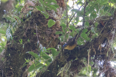 Blue-capped Ifrit (Ifrita kowaldi)