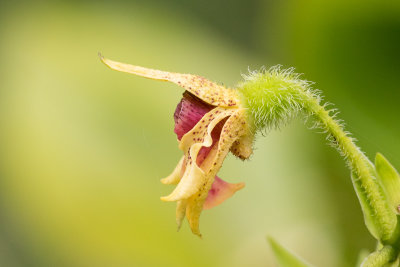 Large-Leafed Dendrobium (Dendrobium macrophyllum)