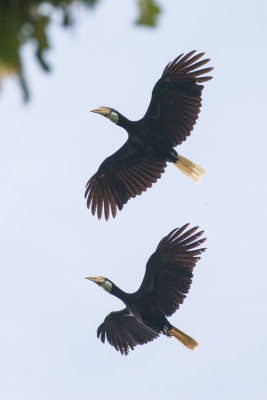 Blyth's Hornbill (Rhyticeros plicatus)