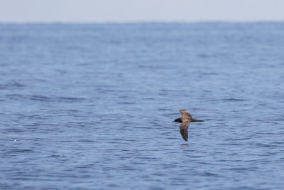 Wedge-tailed Shearwater (Ardenna pacifica)