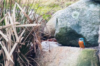 Common Kingfisher (Alcedo atthis ispida)