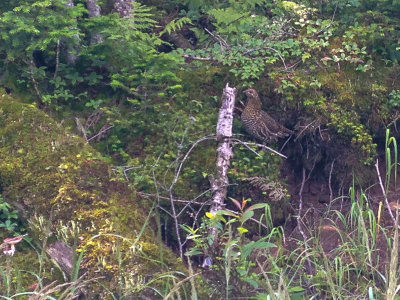 Ruffed grouse near the top (with 3 youth in the bush )