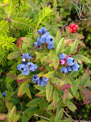 Blueberries (miam miam)