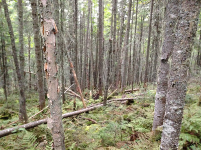 Easy walkable wood on the way to VE2/QC-062