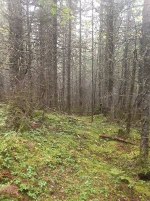 Even more easy here! (80% of the trail :-)